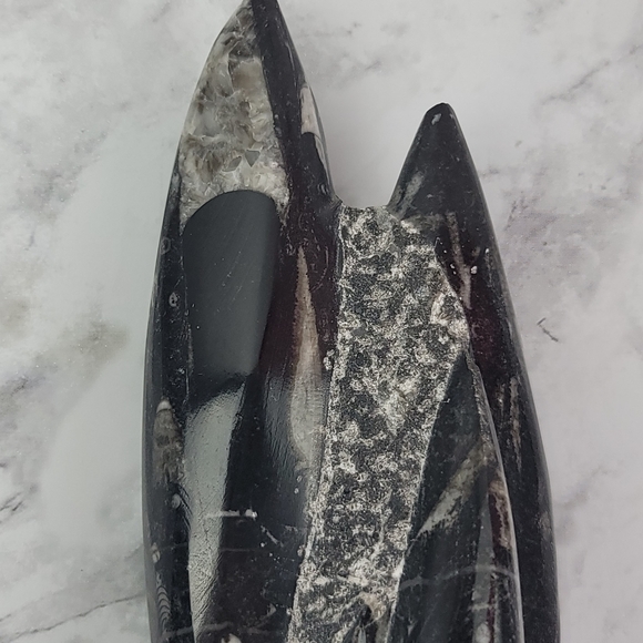 Orthoceras Fossil Home Decor Office Desk Bookend Display Black Gray Accent - Picture 7 of 16